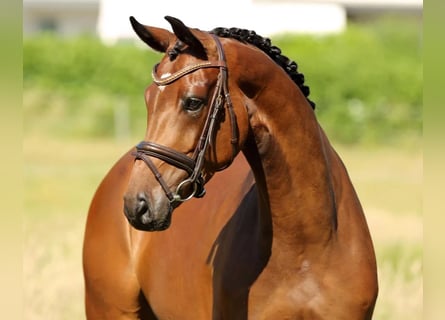 Westphalian, Mare, 9 years, 16,2 hh, Brown