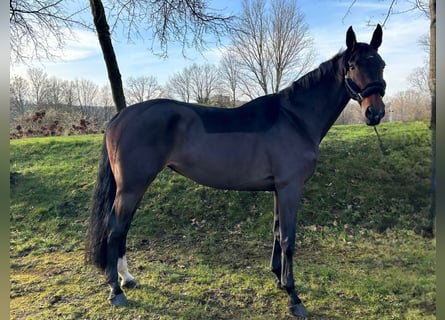 Westphalian, Mare, 9 years, 16,2 hh, Brown