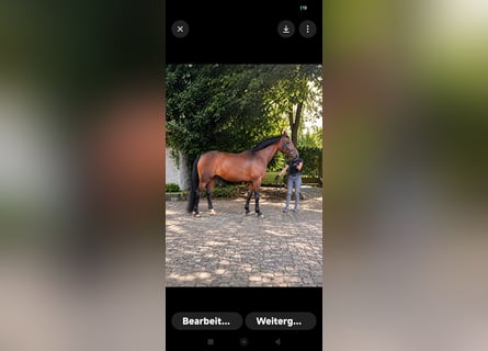 Westphalian, Mare, 9 years, 16.2 hh, Brown