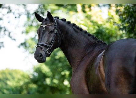 Westphalian, Mare, 9 years, 16,2 hh, Brown