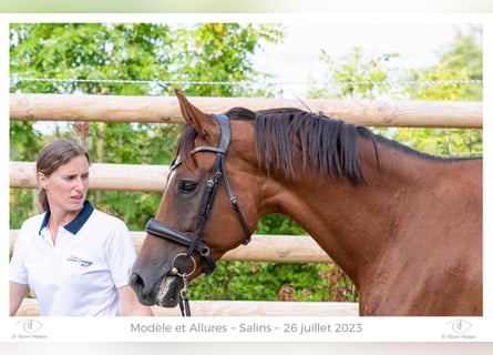 Westphalian, Mare, 9 years, 16,2 hh, Chestnut-Red