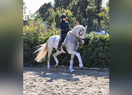 Westphalian, Mare, 9 years, 16.2 hh, Grey Westphalian, Mare, 9 years, 16.2 hh, Grey