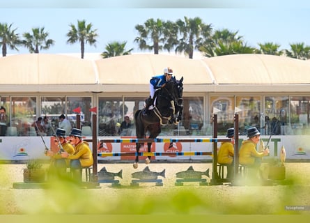 Westphalian, Mare, 9 years, 16.3 hh, Bay-Dark