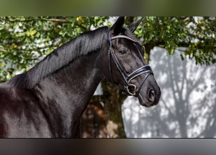 Westphalian, Mare, 9 years, 16.3 hh, Smoky-Black