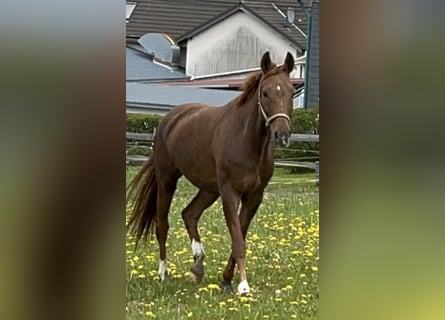 Westphalian, Mare, 9 years, 16 hh, Chestnut-Red