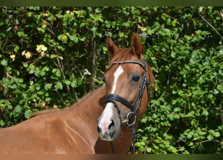 Westphalian, Mare, 9 years, 16 hh, Chestnut-Red