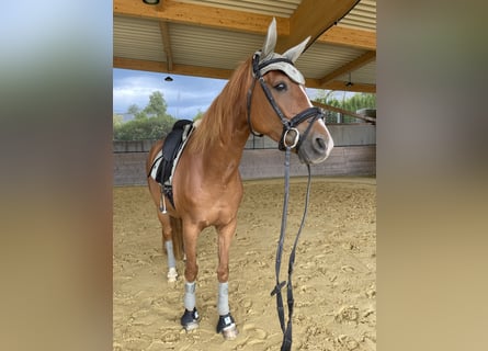 Westphalian, Mare, 9 years, 16 hh, Chestnut-Red