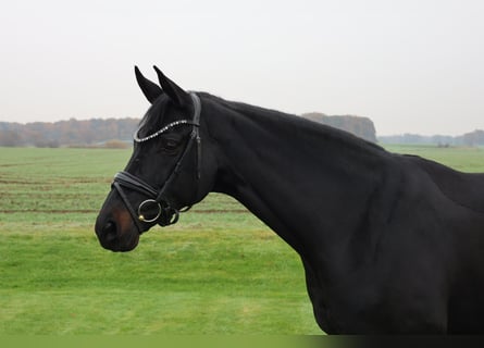 Westphalian, Mare, 9 years, 16,2 hh, Black