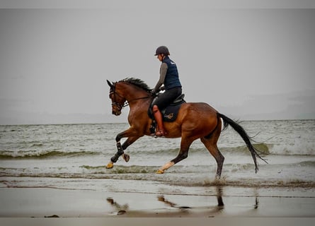 Westphalian, Mare, 9 years, 16,2 hh, Brown