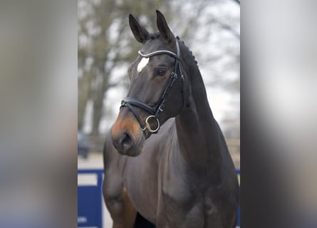 Westphalian, Mare, 9 years, 17.1 hh, Bay-Dark