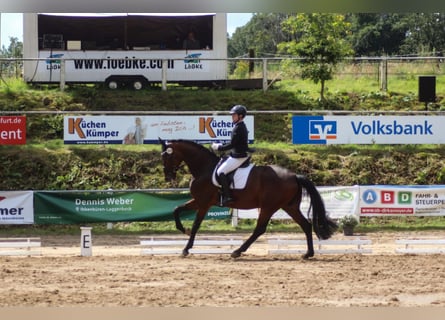 Westphalian, Mare, 9 years, 17,1 hh, Brown