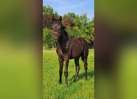 Westphalian, Mare, Foal (05/2024), 16,1 hh, Black