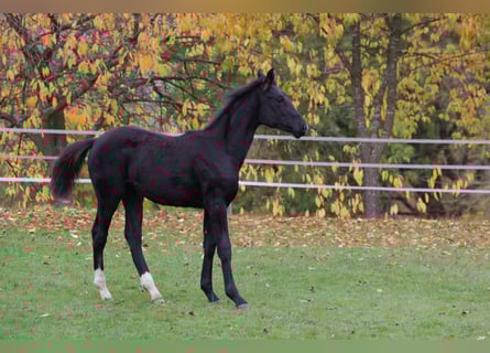 Westphalian, Mare, Foal (04/2025), 16.1 hh, Black