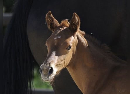 Westphalian, Mare, Foal (06/2024), 16,1 hh, Chestnut