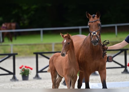 Westphalian, Mare, Foal (03/2024), 16.1 hh, Chestnut-Red