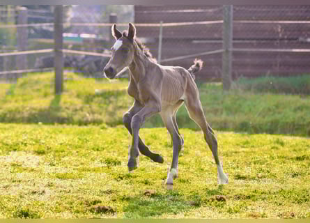 Westphalian, Mare, , 16.1 hh, Smoky-Black