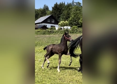 Westphalian, Mare, Foal (05/2024), 16.2 hh, Black