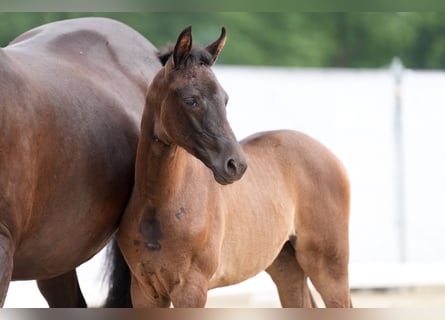 Westphalian, Mare, Foal (04/2024), 16,2 hh, Black