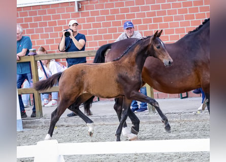 Westfale, Stute, Fohlen (03/2024), 16,2 hh, Brauner