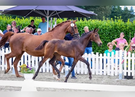 Westphalian, Mare, Foal (02/2024), 16,2 hh, Brown