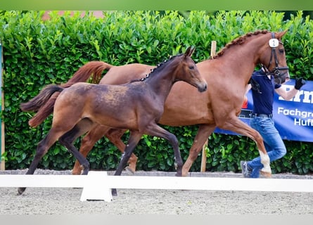 Westphalian, Mare, Foal (02/2024), 16,2 hh, Brown