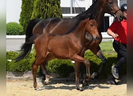 Westphalian, Mare, Foal (02/2024), 16,2 hh, Brown