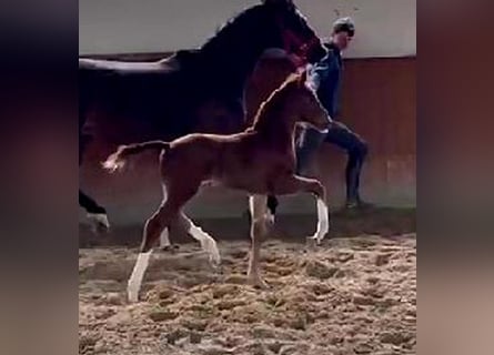 Westphalian, Mare, Foal (03/2024), 16,2 hh, Chestnut