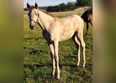Westphalian, Mare, Foal (05/2025), 16.2 hh, Grey-Red-Tan