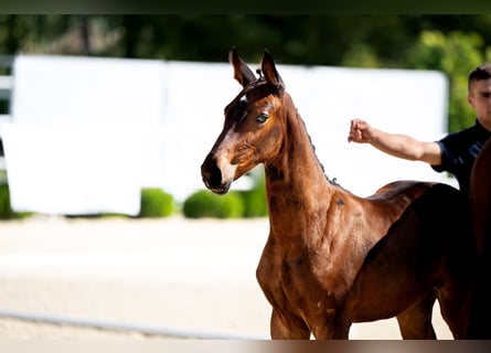 Westphalian, Mare, Foal (06/2024), 16,3 hh, Brown