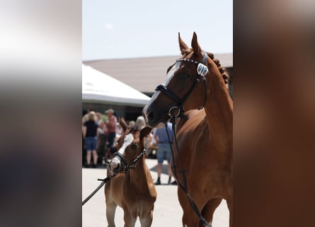 Westphalian, Mare, Foal (04/2025), 16 hh, Bay-Dark