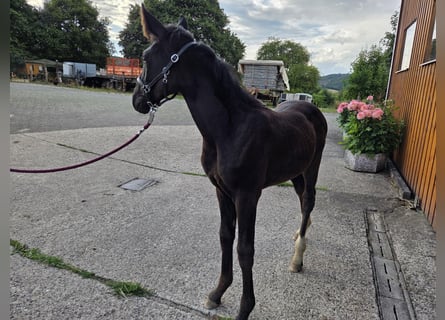 Westphalian, Mare, Foal (04/2025), 16,1 hh, Black