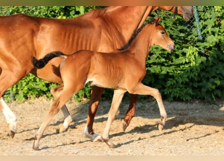 Westphalian, Mare, , 16,1 hh, Brown