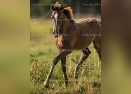Westphalian, Mare, Foal (04/2025), 16,1 hh, Chestnut