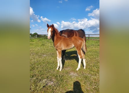 Westphalian, Mare, , 16,1 hh, Chestnut-Red