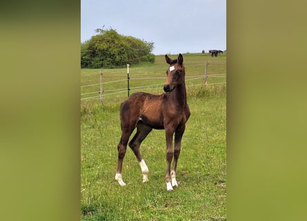 Westphalian, Mare, , 16,2 hh, Bay-Dark