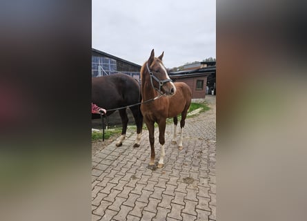 Westphalian, Mare, Foal (03/2025), 16,2 hh, Chestnut
