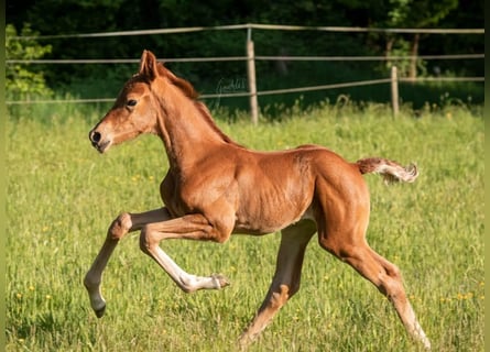 Westphalian, Mare, Foal (05/2025), 16,2 hh, Chestnut