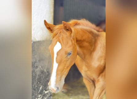 Westphalian, Mare, Foal (03/2025), 16,2 hh, Chestnut
