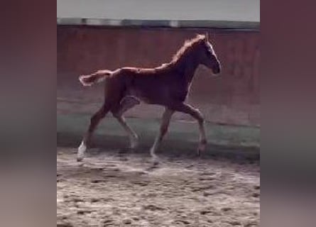 Westphalian, Mare, , 16,2 hh, Chestnut