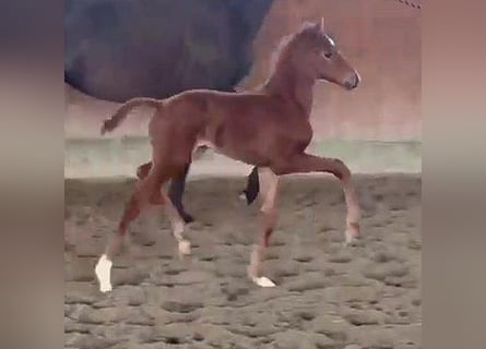 Westphalian, Mare, , 16,2 hh, Chestnut