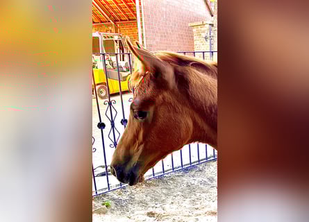 Westphalian, Mare, Foal (05/2025), 16,2 hh, Chestnut-Red