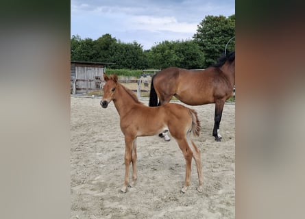 Westphalian, Mare, , 16,2 hh, Chestnut-Red