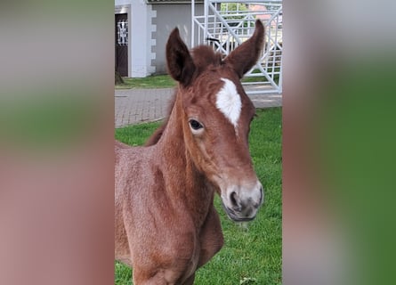 Westphalian, Mare, , 16,2 hh, Gray-Red-Tan