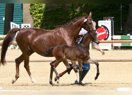 Westphalian, Mare, Foal (05/2025), 16,2 hh, Smoky-Black