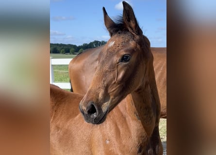 Westphalian, Mare, , 16,3 hh, Brown