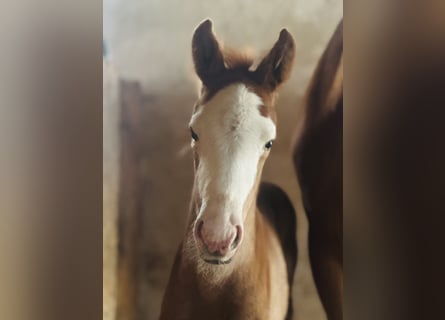 Westphalian, Mare, Foal (04/2026), 16,3 hh, Chestnut-Red