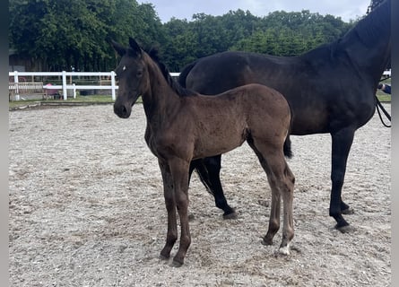 Westphalian, Mare, , 16,3 hh, Smoky-Black