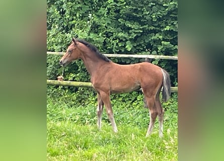 Westfale, Stute, Fohlen (01/2024), 17 hh, Brauner