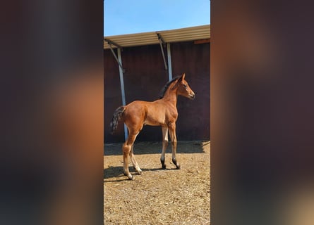 Westphalian, Mare, , 17 hh, Brown