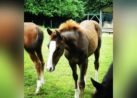 Westphalian, Mare, Foal (03/2025), 17 hh, Chestnut